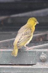Ploceus cucullatus