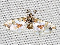 Leucinodes pseudorbonalis