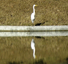 Ardea alba