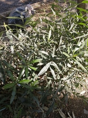 Nerium oleander