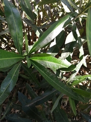 Nerium oleander