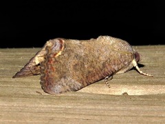 Hypocala deflorata