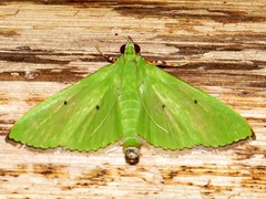 Parotis prasinophila
