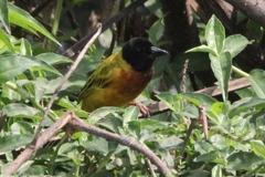 Ploceus jacksoni