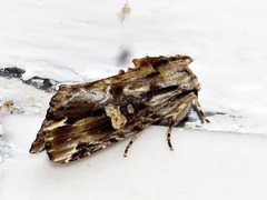 Magusa versicolora
