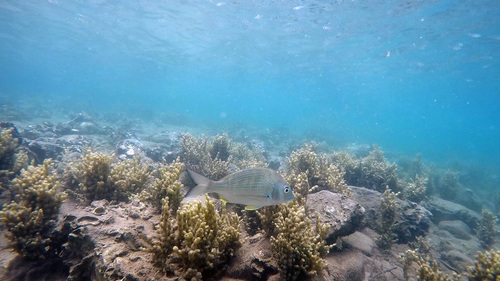 Acanthopagrus australis
