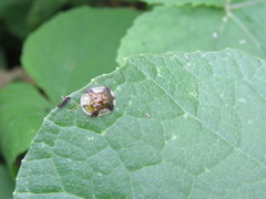 Helocassis testudinaria