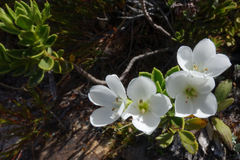 Veronica macrantha macrantha