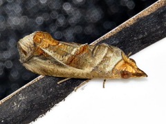 Oraesia emarginata