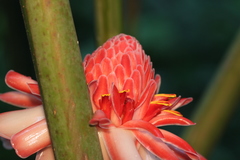 Etlingera elatior