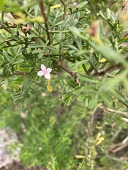 Cyanothamnus anemonifolius