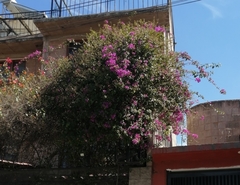 Bougainvillea