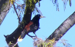 Psarocolius decumanus