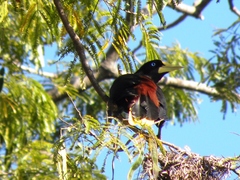 Psarocolius decumanus