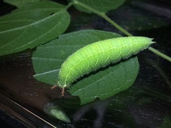 Asterocampa celtis