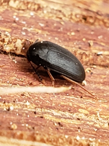 Eustrophopsis bicolor photo 2