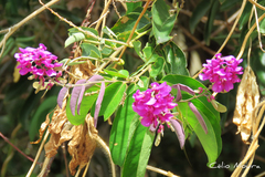 Securidaca diversifolia