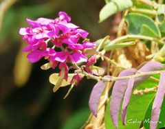 Securidaca diversifolia