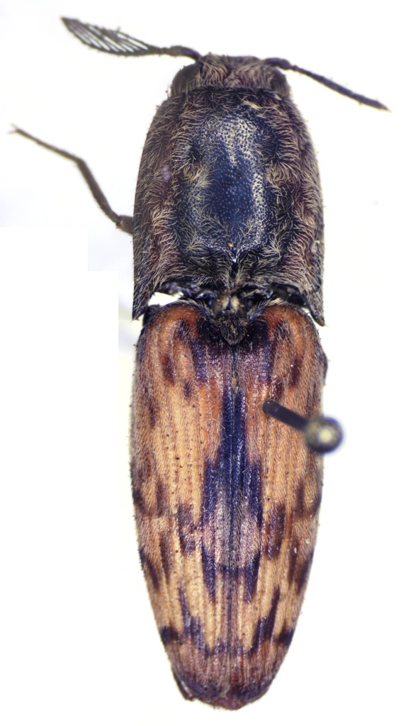 Bundled Click Beetle