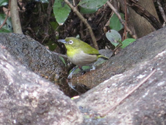 Zosterops japonicus
