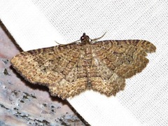 Horisme obscurata obscurata