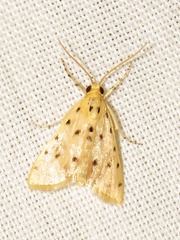 Calamoschoena stictalis