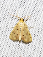 Calamoschoena stictalis