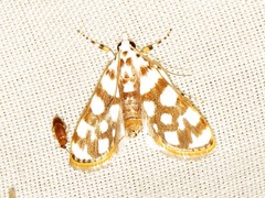 Obtusipalpis pardalis