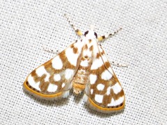 Obtusipalpis pardalis