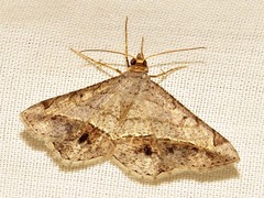 Chiasmia streniata streniata