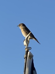Sialia mexicana