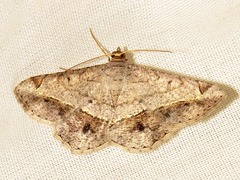 Chiasmia streniata streniata