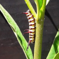 Danaus gilippus gilippus