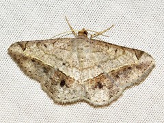 Chiasmia streniata streniata