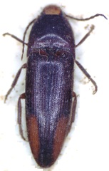 Physorhinus distigma