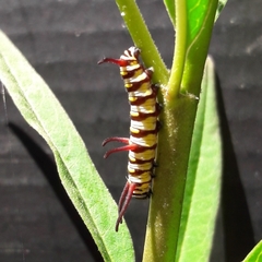 Danaus gilippus gilippus