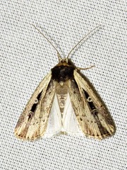 Axylia annularis