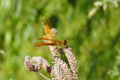 Perithemis icteroptera