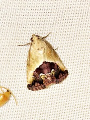 Lithacodia caffristis