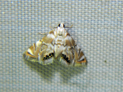 Eoparargyractis plevie