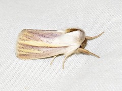Polienus capillata