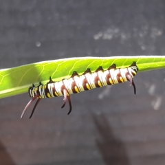 Danaus gilippus gilippus