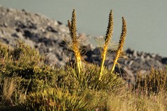 Aciphylla aurea
