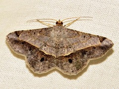 Chiasmia streniata streniata