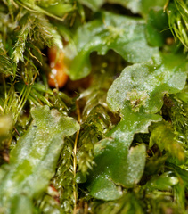 Pallavicinia lyellii