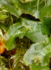 Pallavicinia lyellii