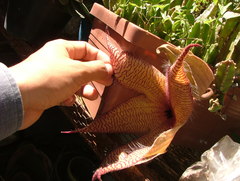 Stapelia gigantea