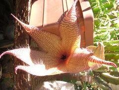 Stapelia gigantea