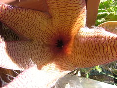 Stapelia gigantea