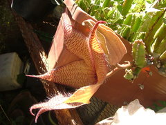 Stapelia gigantea